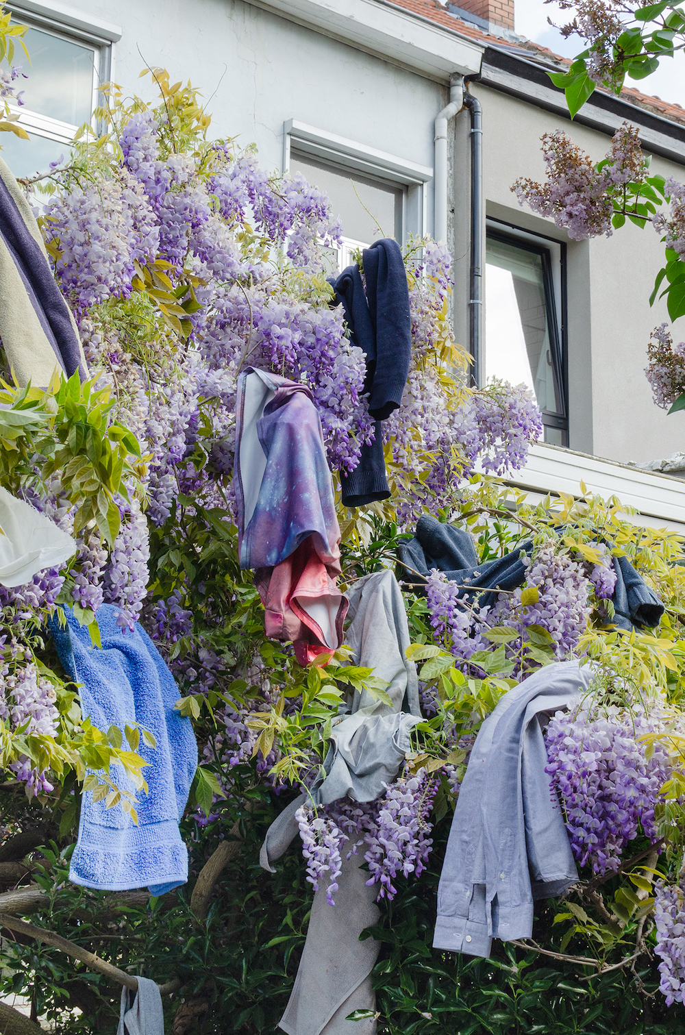 Clothes on Wisteria